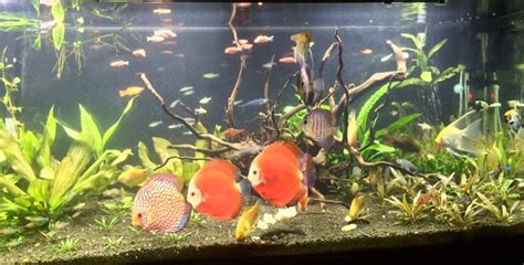 aquarium advice|best aquariums for beginners.
